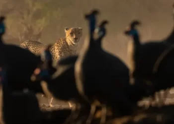 BBC America and AMC+ to Premiere the Thrilling Three-Part Natural History Series “The Wild Sides” on Saturday, August 5 