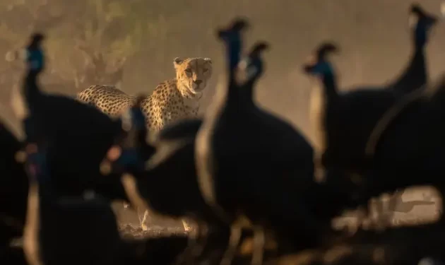 BBC America and AMC+ to Premiere the Thrilling Three-Part Natural History Series “The Wild Sides” on Saturday, August 5 