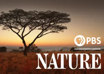 “Nature’s” 42nd Season Highlights Epic Animal Journeys and Intimate Bonds, Wednesdays @ 8PM/7c Beginning October 18 on PBS