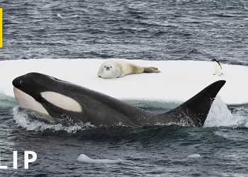 National Geographic Explorer Bertie Gregory Films Remarkable Whale Behavior Off the Coast of Antarctica [VIDEO]
