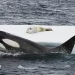 National Geographic Explorer Bertie Gregory Films Remarkable Whale Behavior Off the Coast of Antarctica [VIDEO]