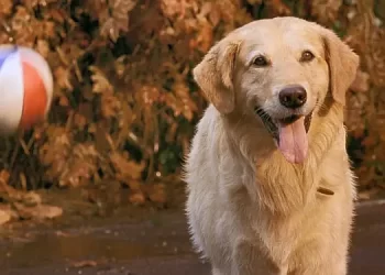 Disney+ Lets the Dogs Out! The “Air Bud” Movie Collection Starts Streaming October 1 [VIDEO]