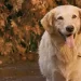 Disney+ Lets the Dogs Out! The “Air Bud” Movie Collection Starts Streaming October 1 [VIDEO]