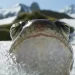 Captivating and Astonishing Landmark Natural History Series, “Planet Earth III,” Set to Premiere on Saturday, November 4 on BBC America and AMC+ [VIDEO]