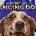 ABC News Studios’ “The Secret Life of Dancing Dogs” Follows a Pack of Handlers and Their Canine Dance Partners as They Prepare for the World’s Greatest Dancing Dog Show [VIDEO]