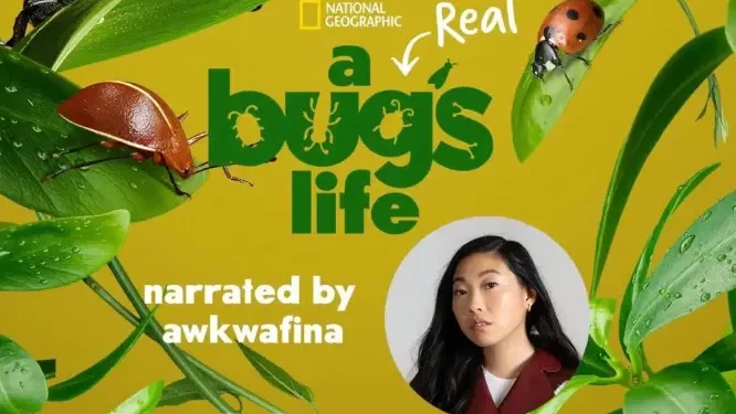 National Geographic’s “A Real Bug’s Life” Premieres Wednesday, January 24 on Disney+ [VIDEO]