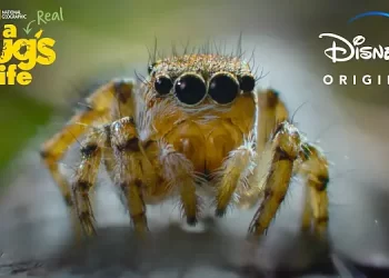 National Geographic Renews Disney+ Original Series “A Real Bug’s Life” for Season Two