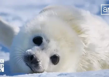 Sir David Attenborough’s Major New Natural History Series, “Mammals” Features Reworked Version of Coldplay’s Hit “Paradise” Featured on the Extended First-Look Trailer [VIDEO]