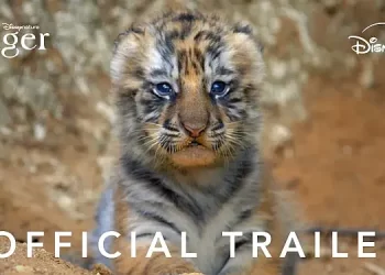 Official Trailer for Disneynature’s “Tiger” [VIDEO]