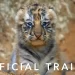 Official Trailer for Disneynature’s “Tiger” [VIDEO]