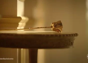 Joan Vassos Named the First-Ever “Golden Bachelorette” [VIDEO]