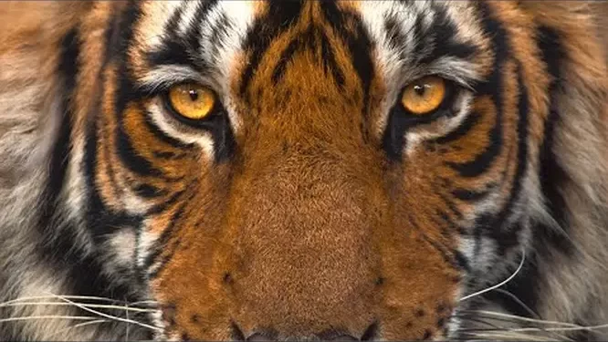 New Series! “Mammals” Premieres Saturday, July 13, @ 8PM on BBC America [VIDEO]