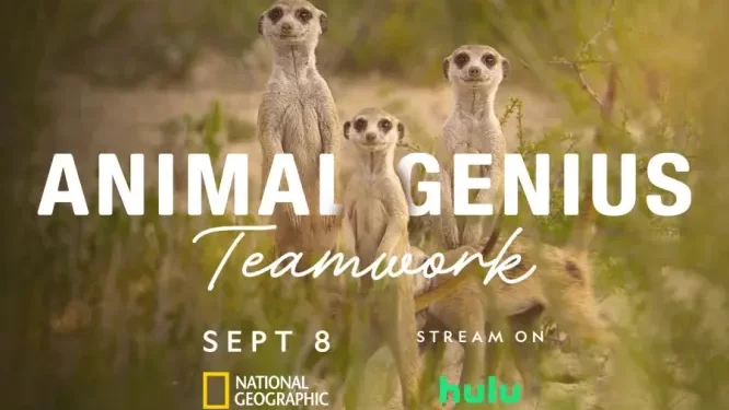 “Animal Genius” Premieres on National Geographic September 8 @ 10PM/9c and Streams Next Day on Hulu