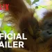 Official Netflix Trailer for “Secret Lives of Orangutans” Thursday, August 22 [VIDEO]