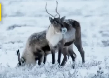 Nat Geo’s Emmy Award-Winning “Life Below Zero” Series Is Back, Exploring the Challenges and Triumphs of Living in the Arctic [VIDEO]