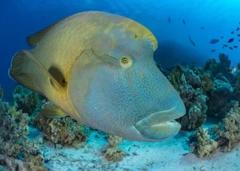 Legendary Naturalist Sir David Attenborough to Present All-New Landmark Natural History Series, “Asia”