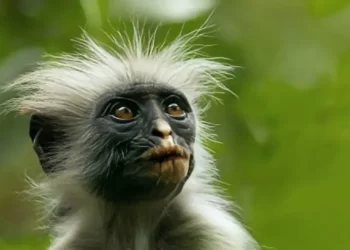 Apple TV+ Announces Nature Docuseries “The Secret Lives of Animals,” Narrated by Hugh Bonneville