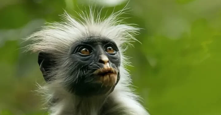 Apple TV+ Announces Nature Docuseries “The Secret Lives of Animals,” Narrated by Hugh Bonneville