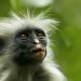 Apple TV+ Announces Nature Docuseries “The Secret Lives of Animals,” Narrated by Hugh Bonneville