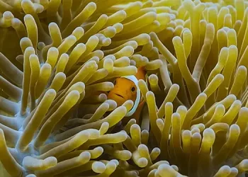 National Geographic Plans Future with Bold, New Unscripted Series with Storytelling Dynamism, Technical Innovation, and Extraordinary Access