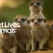 Apple TV+ Unveils Trailer for Stunning Docuseries “The Secret Lives of Animals” [VIDEO]