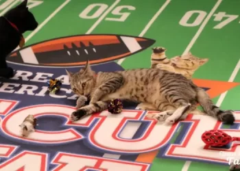 Beloved Third Annual “Great American Rescue Bowl,” Great American Family’s Partnership with North Shore Animal League America to End Pet Homelessness, Kicks Off Super Sunday, February 9