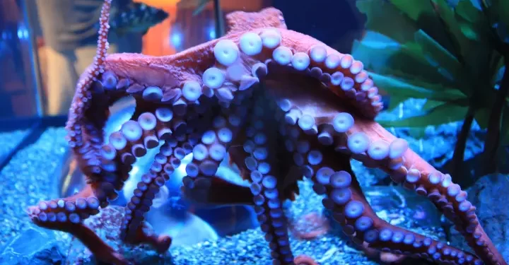 Prime Video Orders Two-Part Documentary Special “Octopus!” Executive Produced and Narrated by Phoebe Waller-Bridge