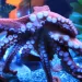 Prime Video Orders Two-Part Documentary Special “Octopus!” Executive Produced and Narrated by Phoebe Waller-Bridge