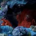 Prime Video to Premiere “Octopus!” – A Documentary Special from Phoebe Waller-Bridge on May 8