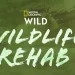 Series Premiere “Wildlife Rehab” Saturday, March 29 on Nat Geo Wild @ 10PM ET