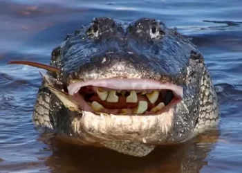 Discovery Channel Builds on Shark Week Momentum with Powerhouse Summer Slate Featuring Five New and Returning Series