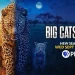 “Big Cats 24/7” Season 2 Premieres September 10, 2025 on PBS