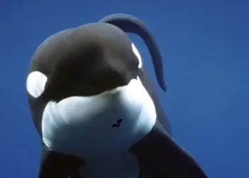 HBO and Raw Are in Production on a Documentary Series About the Epic Release of a Famous Whale