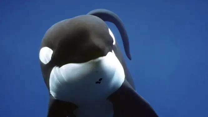 HBO and Raw Are in Production on a Documentary Series About the Epic Release of a Famous Whale