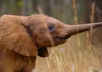 Apple TV Unveils First Look and Premiere Date for All-New Wildlife Series “Born to be Wild”