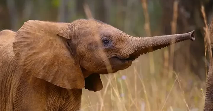 Apple TV Unveils First Look and Premiere Date for All-New Wildlife Series “Born to be Wild”