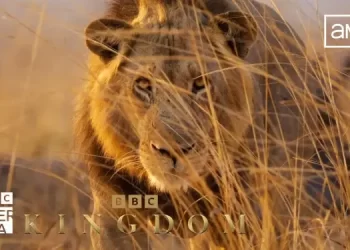 The Epic New Landmark Natural History Series, “Kingdom,” Premieres Saturday, January 24 on BBC America and AMC+