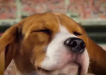 The Cutest Showdown in Sports “Puppy Bowl XXII” Returns on Sunday, February 8 at 2PM ET/11AM PT [VIDEO]